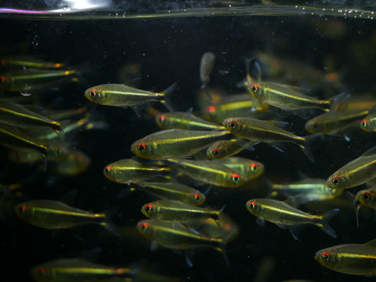 Purple Tetra (Hyphessobrycon metae) - MoonlightAquatics