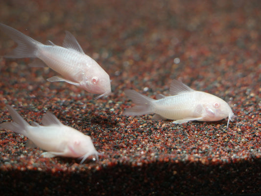 Albino Corydoras