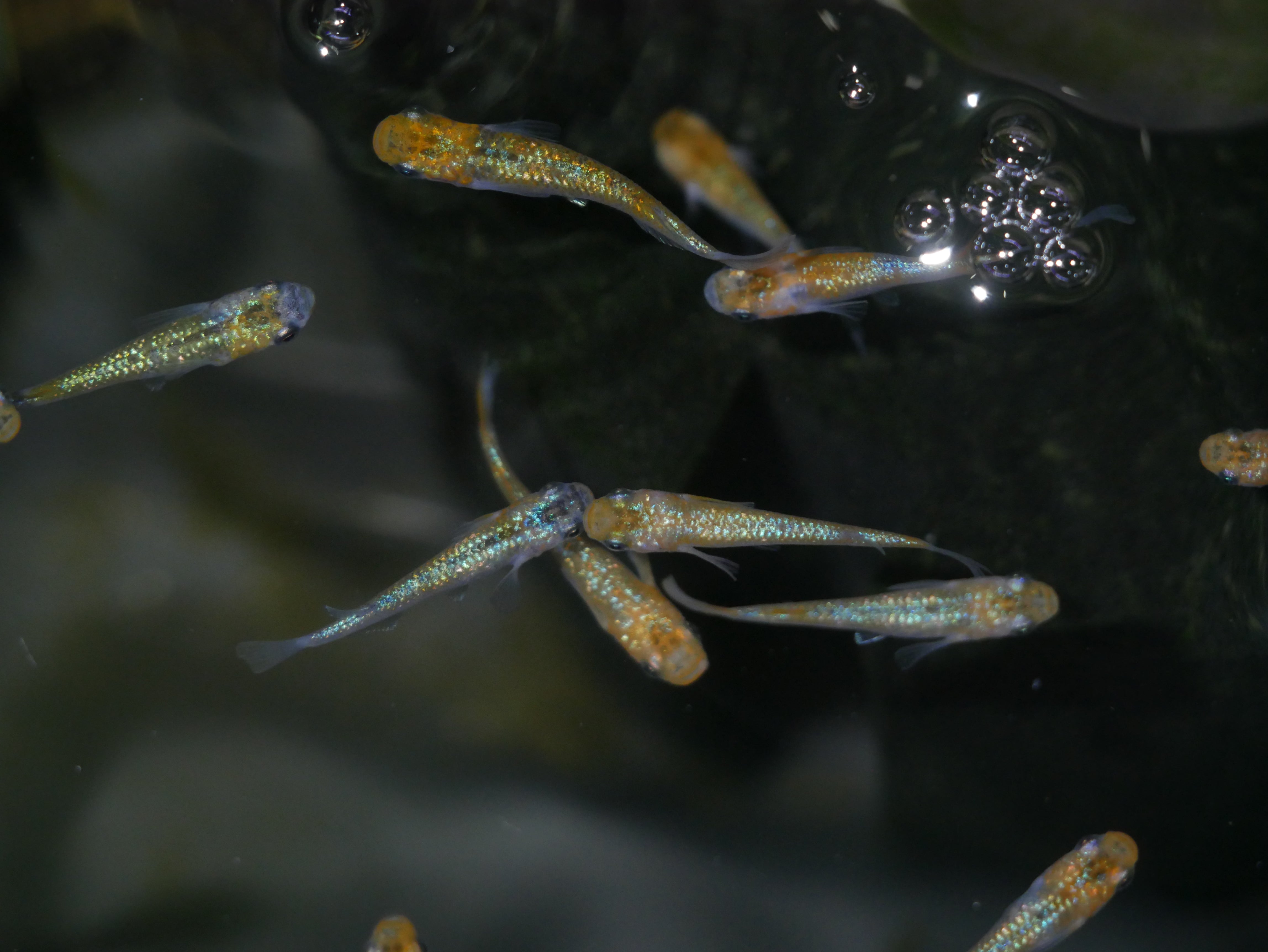 Medaka Rice Fish | MoonlightAquatics