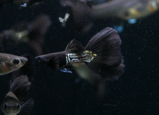 Metal Black Guppy - MoonlightAquatics