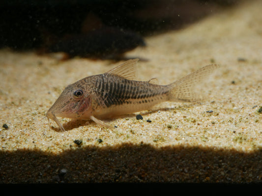 Corydoras Sarareensis