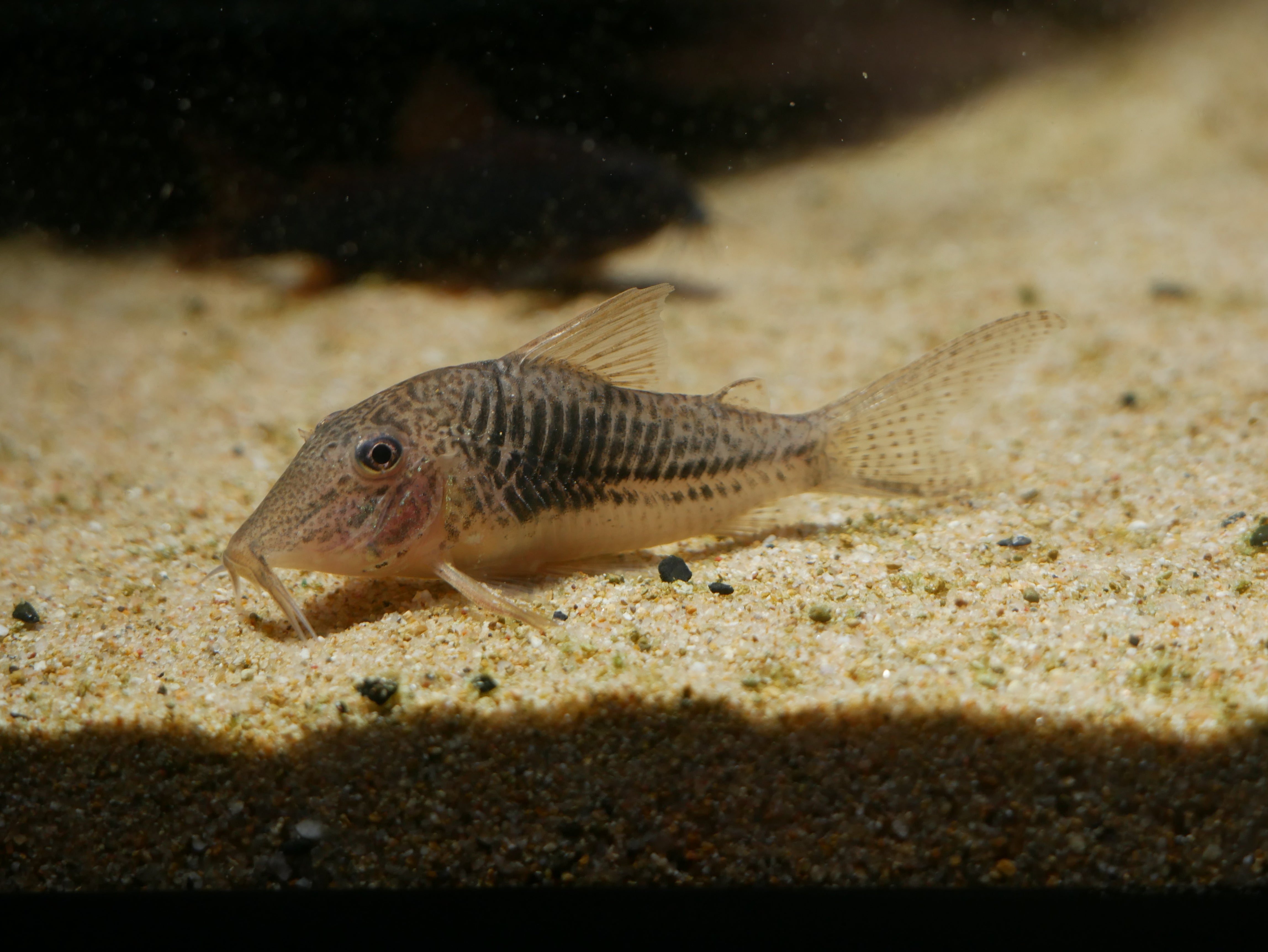 Corydoras Sarareensis