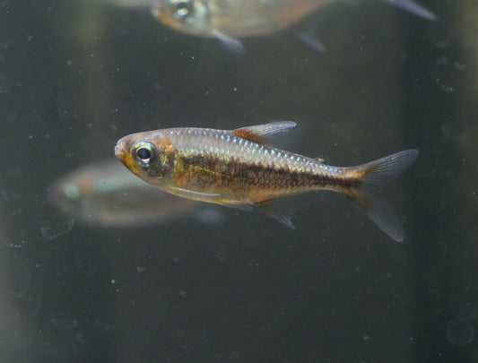 Yellow Kogal Tetra (Moenkhausia sp)