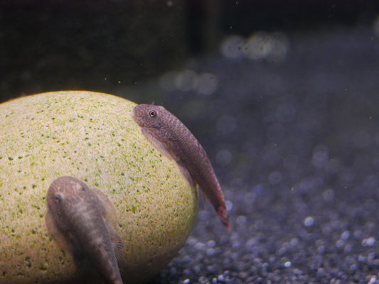 Gastromyzon Red Devil Hillstream Loach *EXTREMELY RARE - MoonlightAquatics