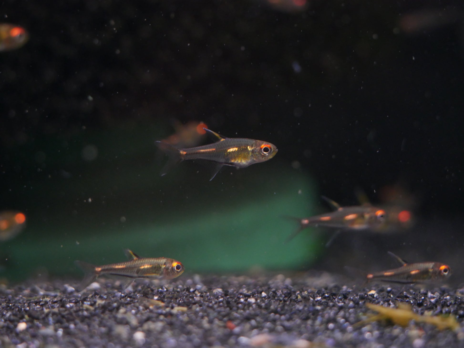 Morse Code Tetra (Hemigrammus sp. Morse Code) - MoonlightAquatics