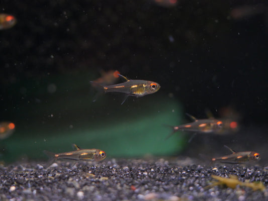 Morse Code Tetra (Hemigrammus sp. Morse Code) - MoonlightAquatics