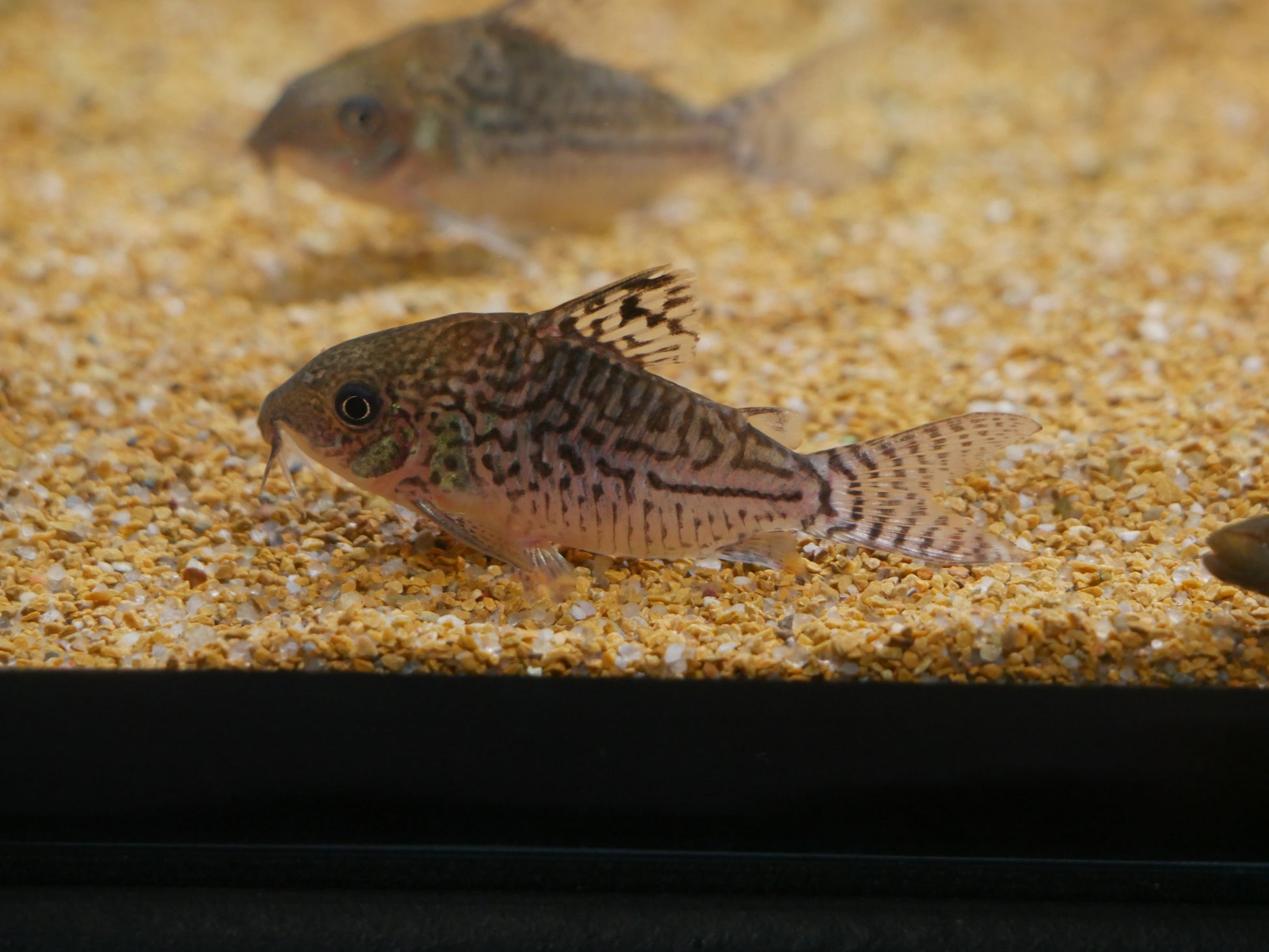 Reticulated Corydoras - MoonlightAquatics