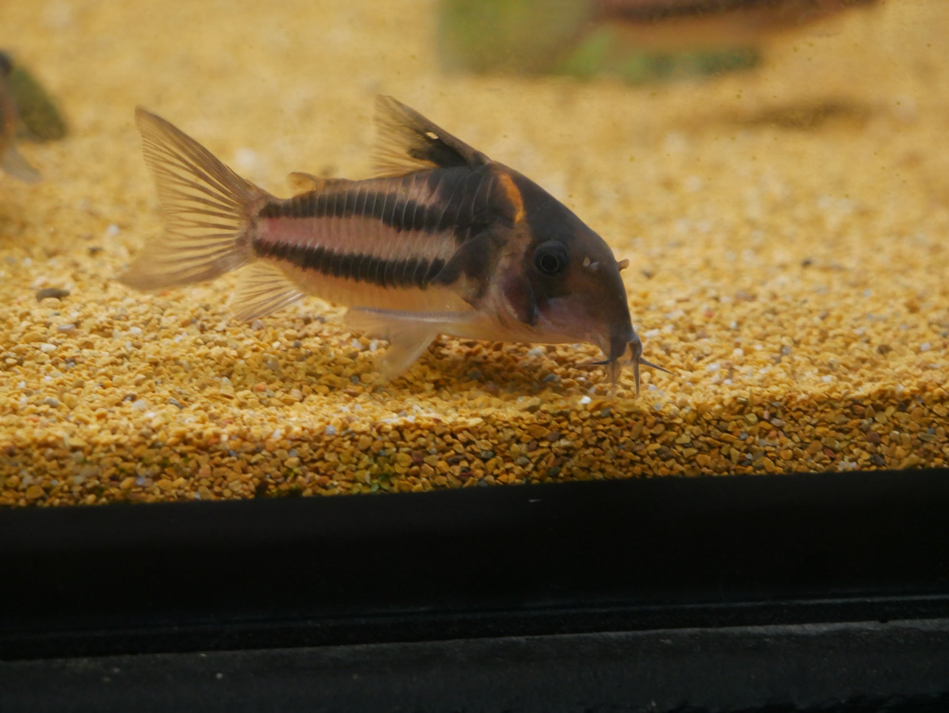 CW127 "Super Parallelus" Cory (Hoplisoma sp.CW127) - MoonlightAquatics