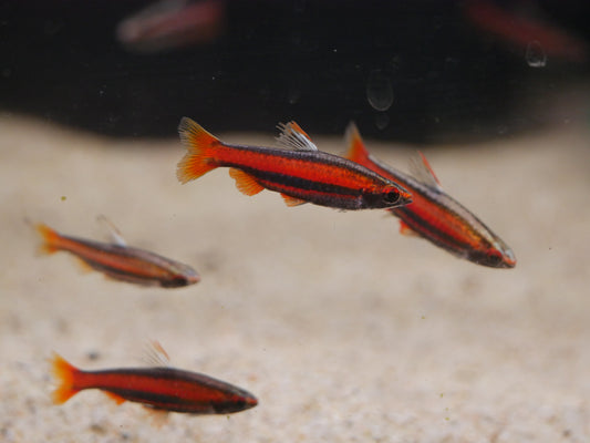 Red Coral Pencil Fish (Nannostomus mortenthaleri) - MoonlightAquatics
