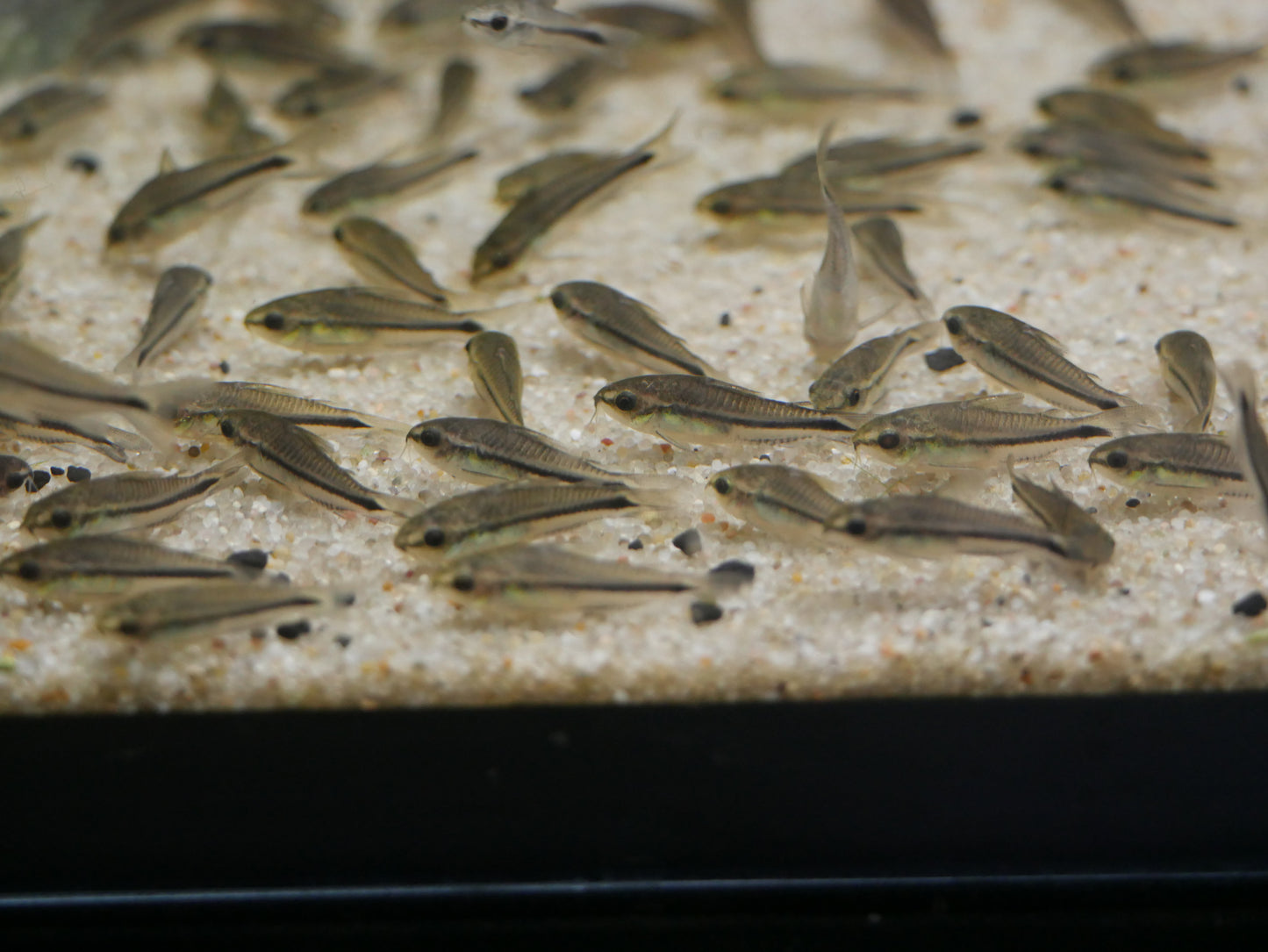 Pygmy Corydoras - MoonlightAquatics