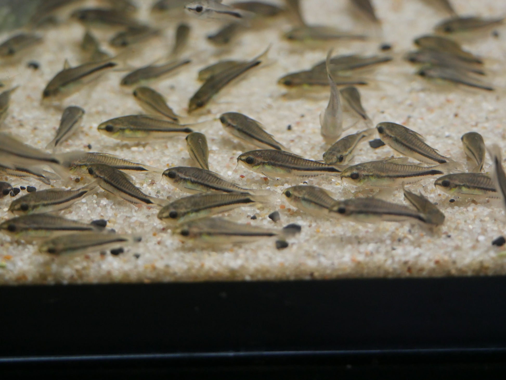 Pygmy Corydoras - MoonlightAquatics