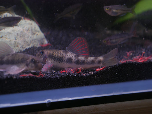 Purple Sailfin Gudgeon (Microphysogobio tafangensis) - MoonlightAquatics