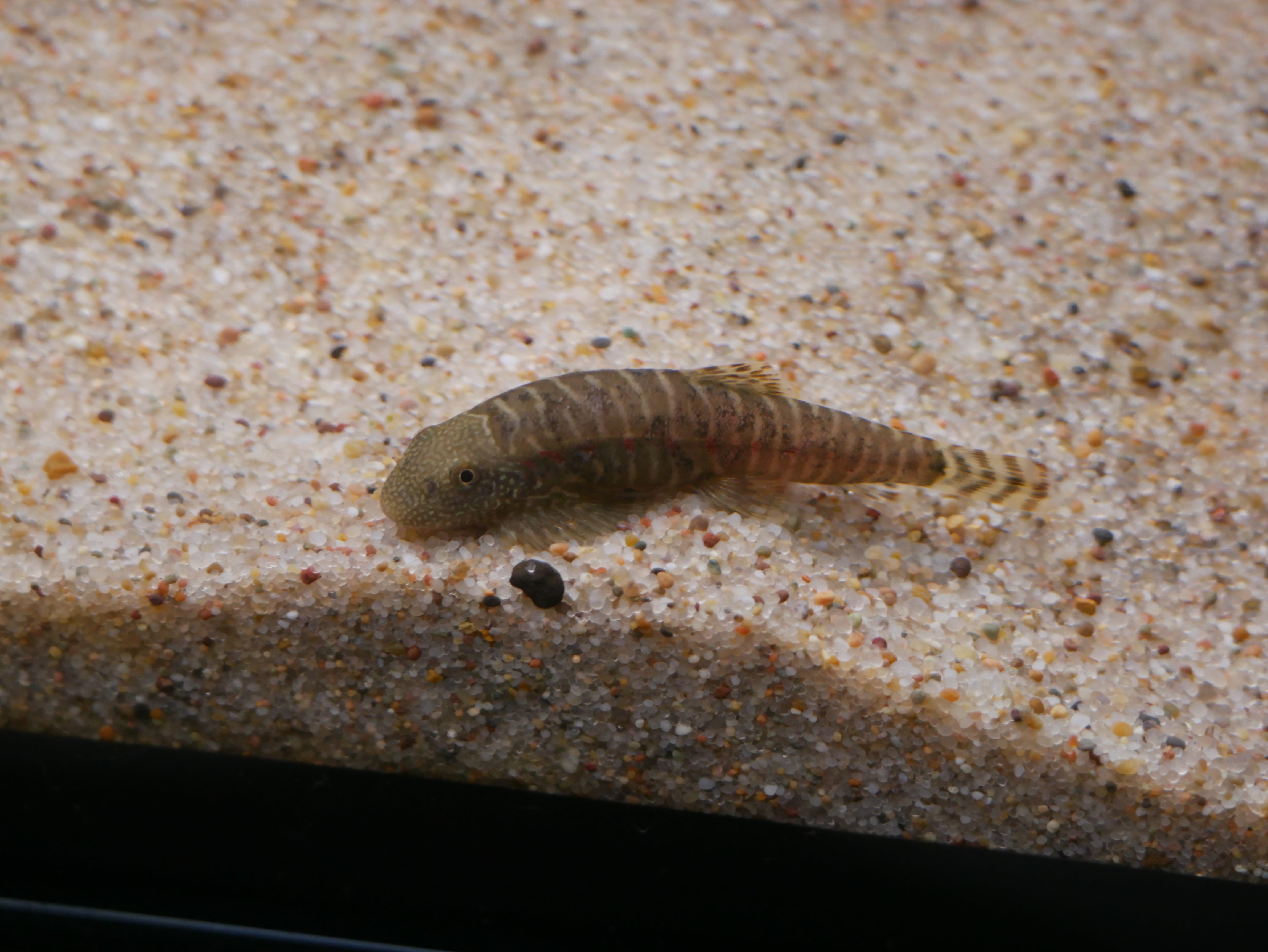 Demon Eye Hillstream Loach