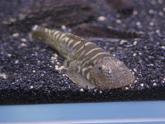 Yellow Fin Hillstream (Pseudogastromyzon viriosus) - MoonlightAquatics