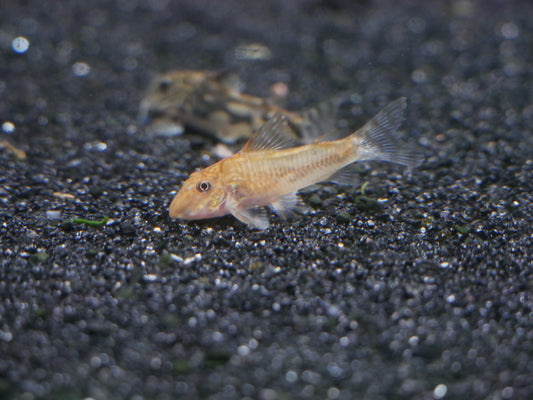 Barbatus Cory "Red Form" *RARE (Scleromstax barbatus) - MoonlightAquatics