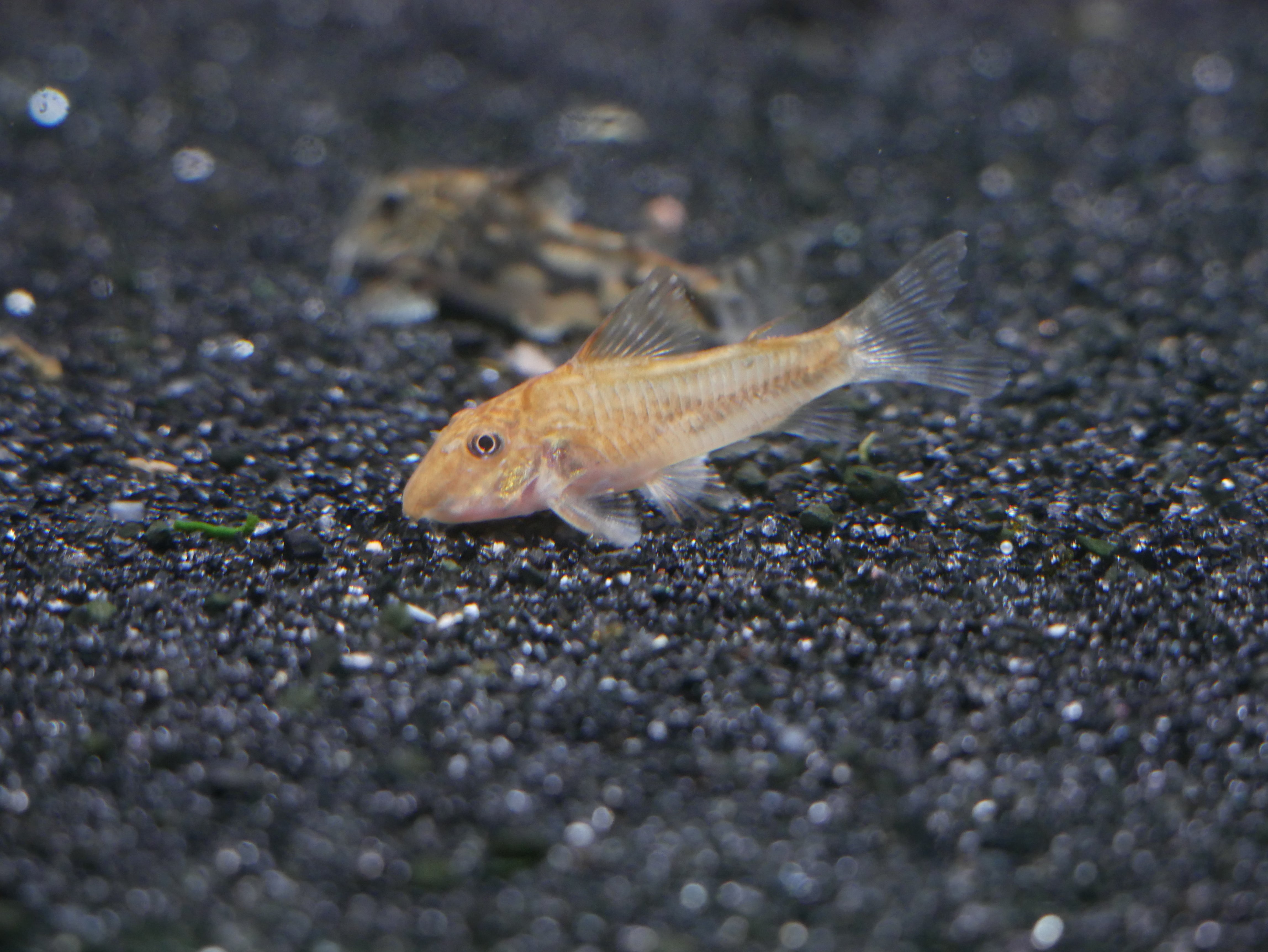 Barbatus Cory "Red Form" *RARE
