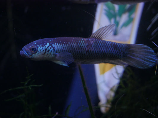 Betta Antuta