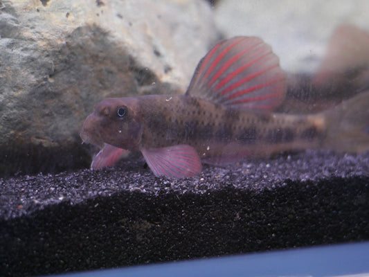 Purple Sailfin Gudgeon (Microphysogobio tafangensis) - MoonlightAquatics