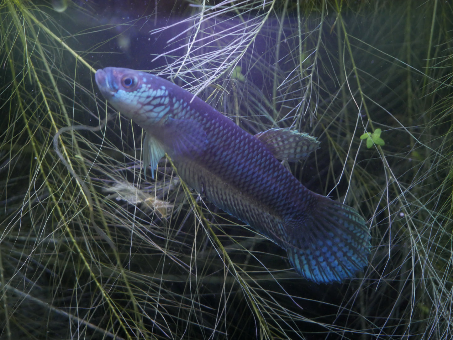 Betta Antuta