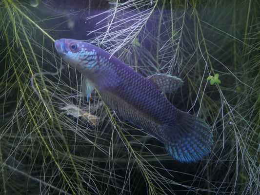 Betta Antuta