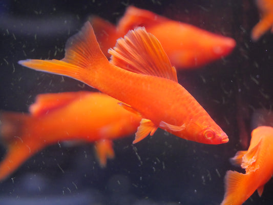 High Fin Cauliflower Swordtail (Xiphophorus helleri)