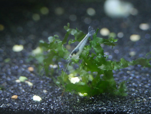 Snow White Amano Shrimp (Caridina multidentata) - MoonlightAquatics