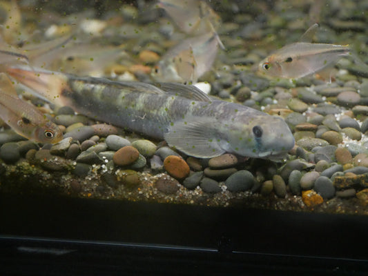 Red Tail Goby (Sicyopus lagocephalus)