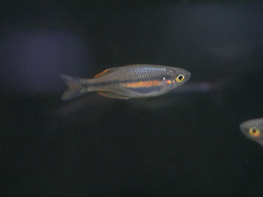 Melanotaenia Wanoma *RARE
