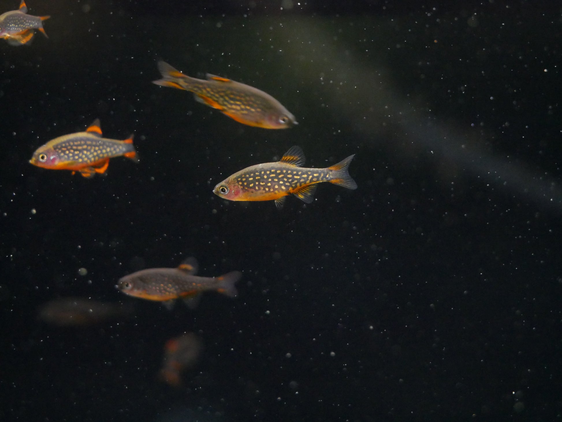 Galaxy Rasboras - MoonlightAquatics