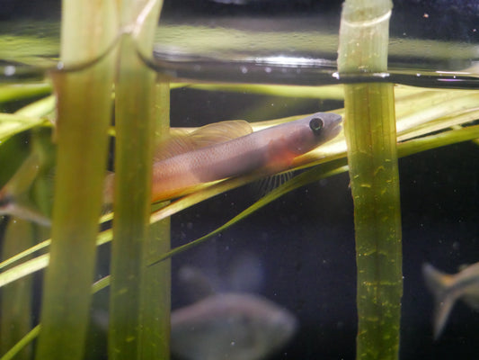 Teardrop Goby "Sicyopus Multisquamatus"