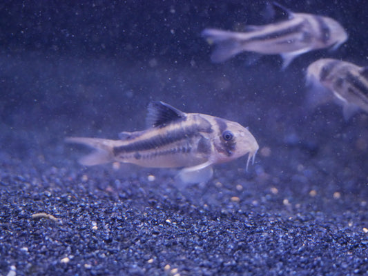 CW169 Cory (Hoplisomasp. CW169) - MoonlightAquatics