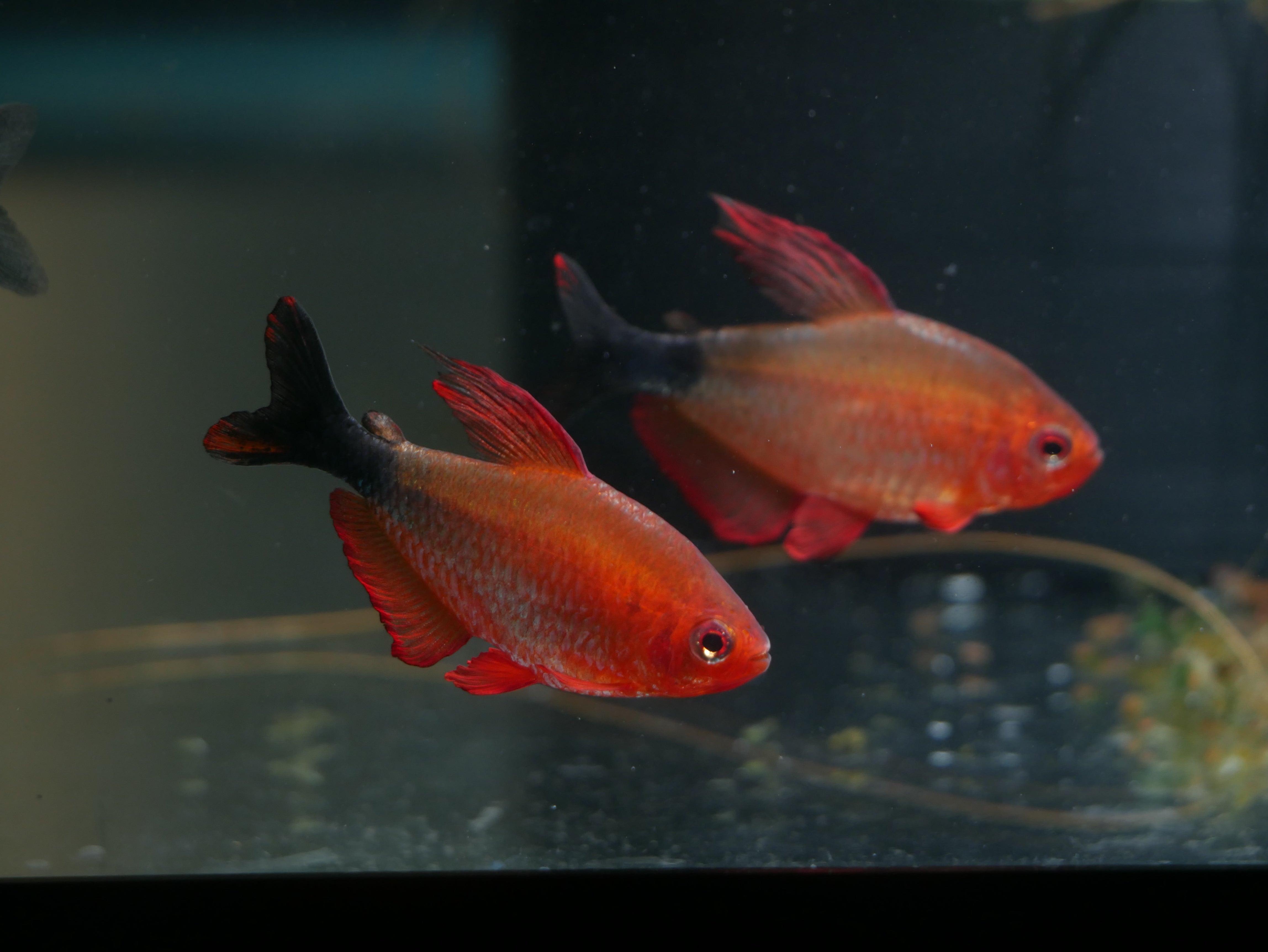 Peppermill Tetra (Hyphessobrycon Peugeoti) *RARE