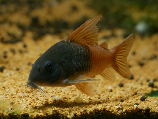 CW217 Rio Tomo Corydoras Concolor - MoonlightAquatics