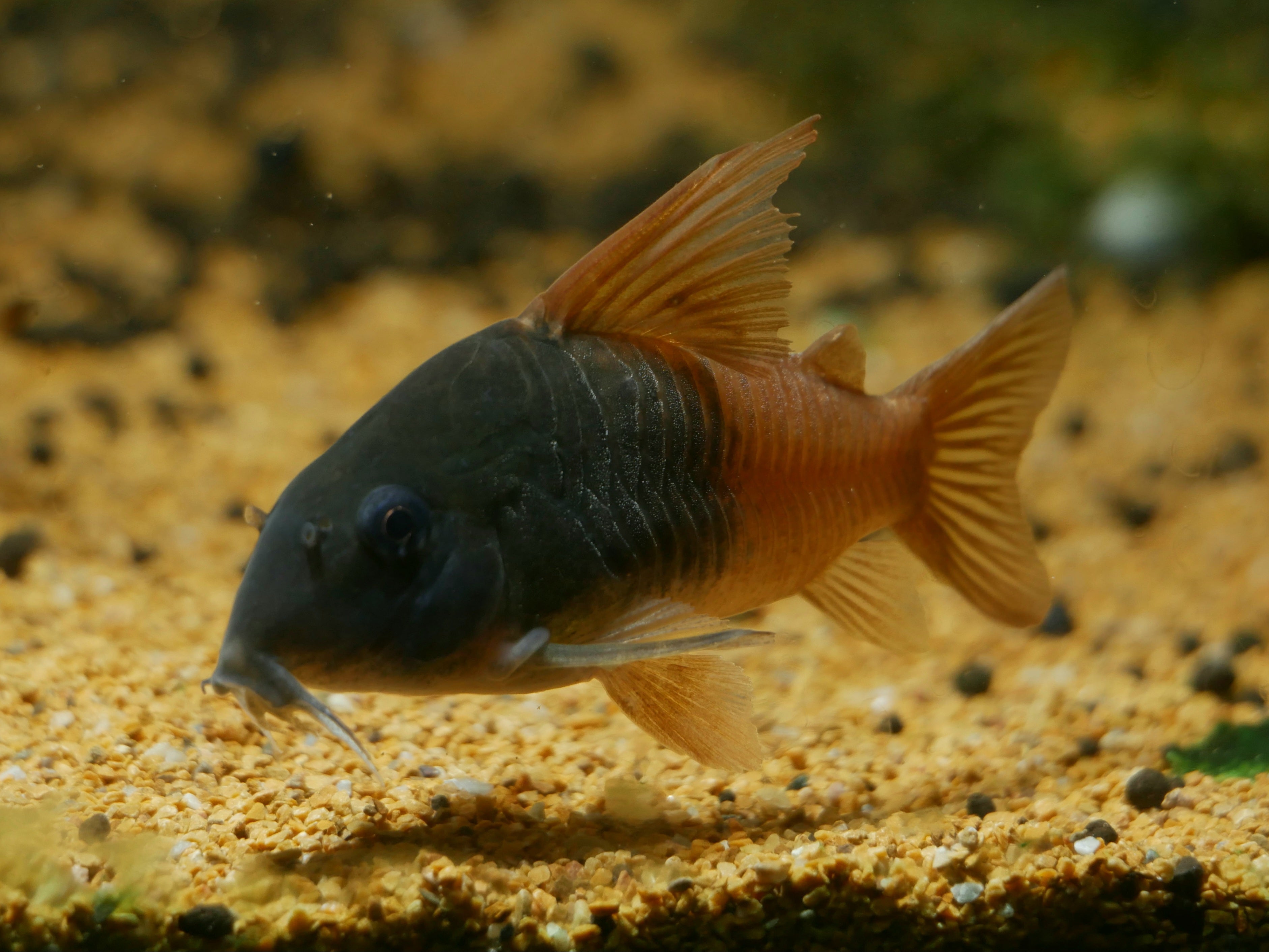 CW217 Rio Tomo Corydoras Concolor - Jumbo