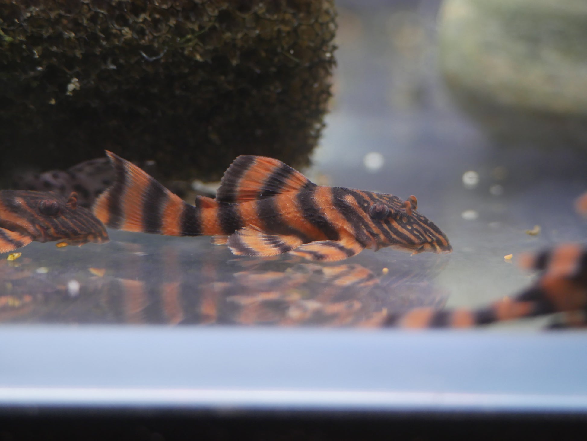 L397 Alenquer Tiger - MoonlightAquatics