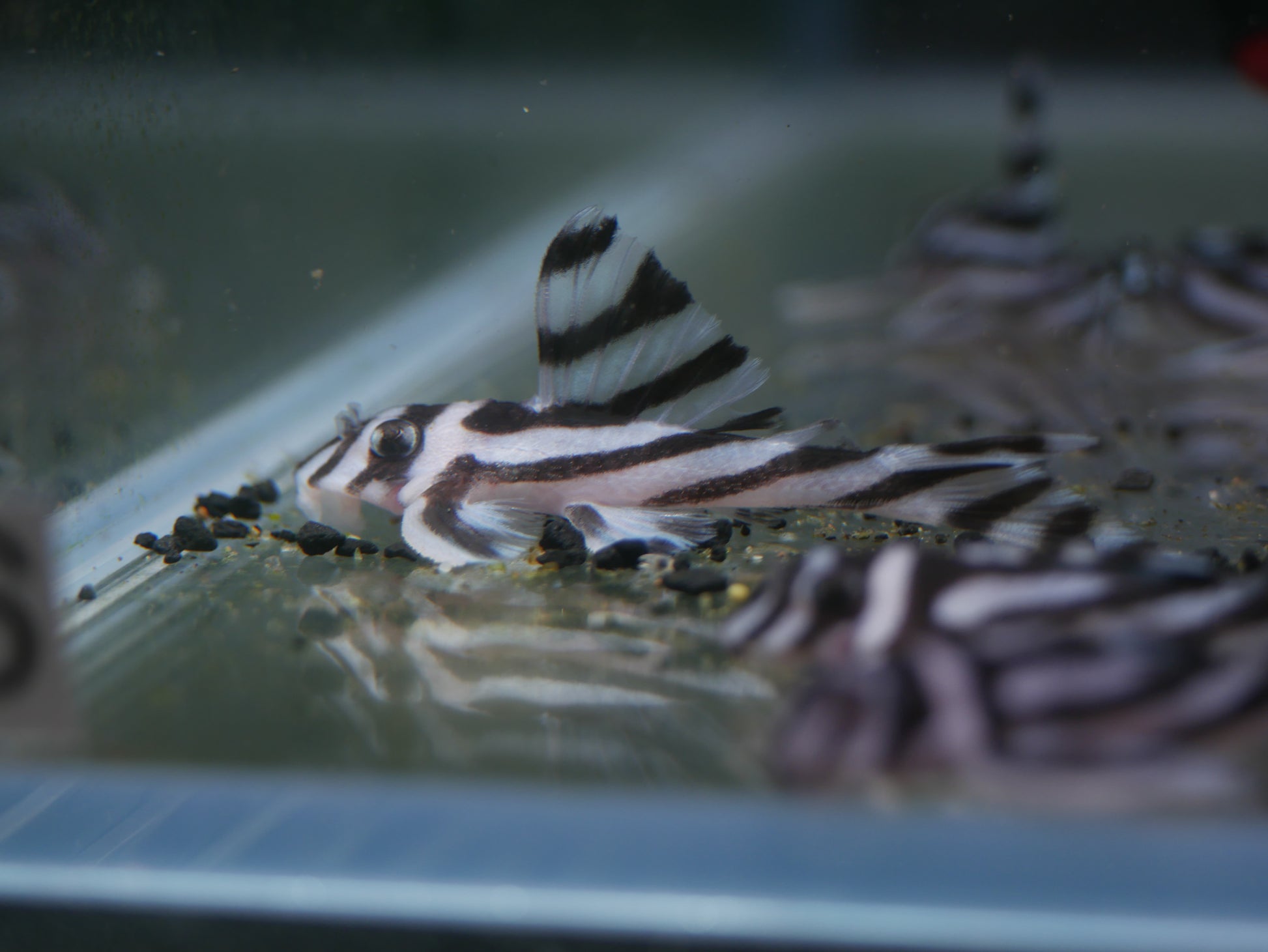 L46 Zebra Pleco (Hypancistrus zebra) - MoonlightAquatics