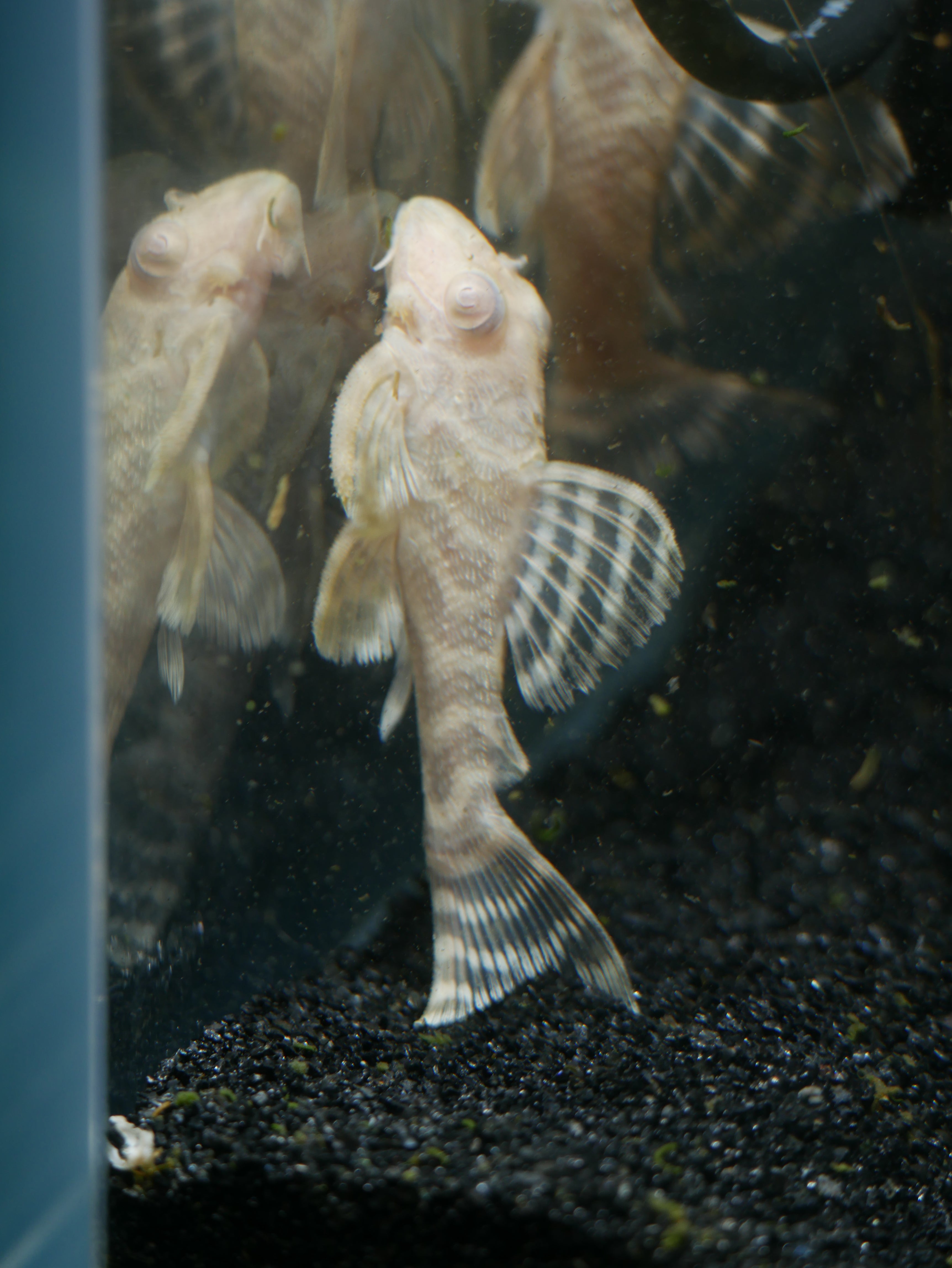 プレコ　アルビノL-333 L333 King Tiger Albino (Hypancistrus sp.)