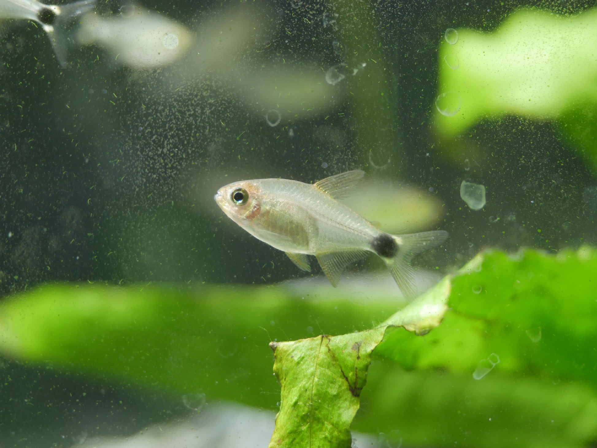 Peppermill Tetra (Hyphessobrycon Peugeoti) *RARE - MoonlightAquatics
