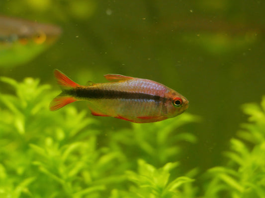 Imperal Lapis Tetra - MoonlightAquatics