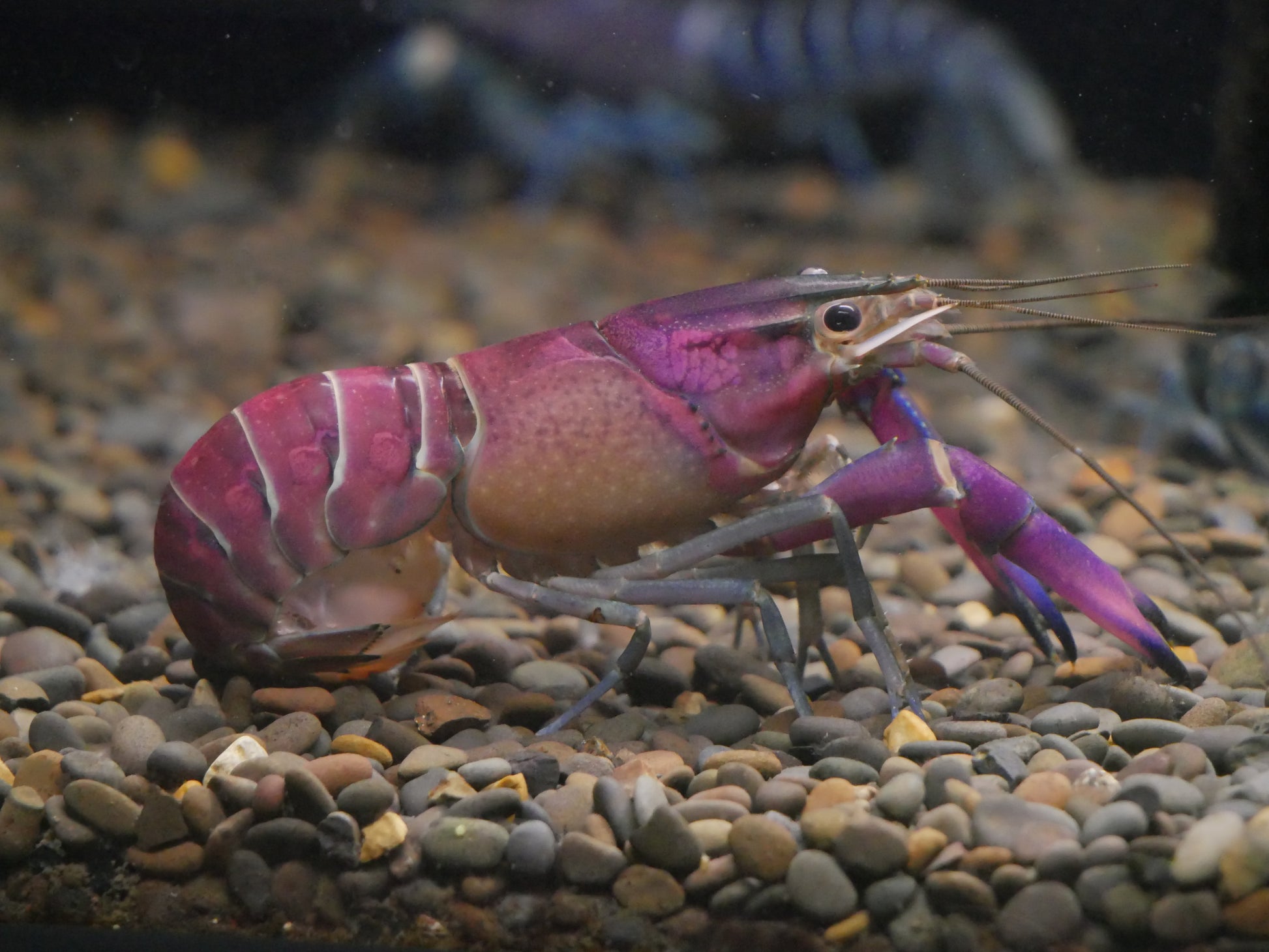 Tri Color Snake Skin Lobster (Cherax Sp) - MoonlightAquatics