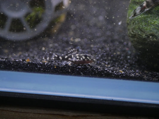 L471 Mini Snowball Pleco (Hypancistrus sp.) - MoonlightAquatics