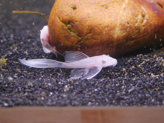 Longfin Snowwhite Bristlenose Pleco - MoonlightAquatics