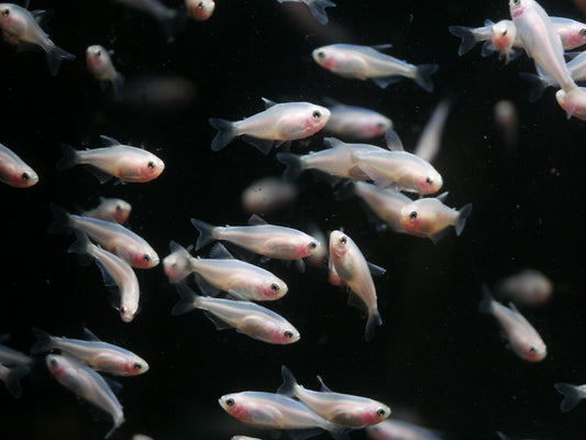 Gold Kerri Emperor Tetra (Inpaichthys kerri) - MoonlightAquatics