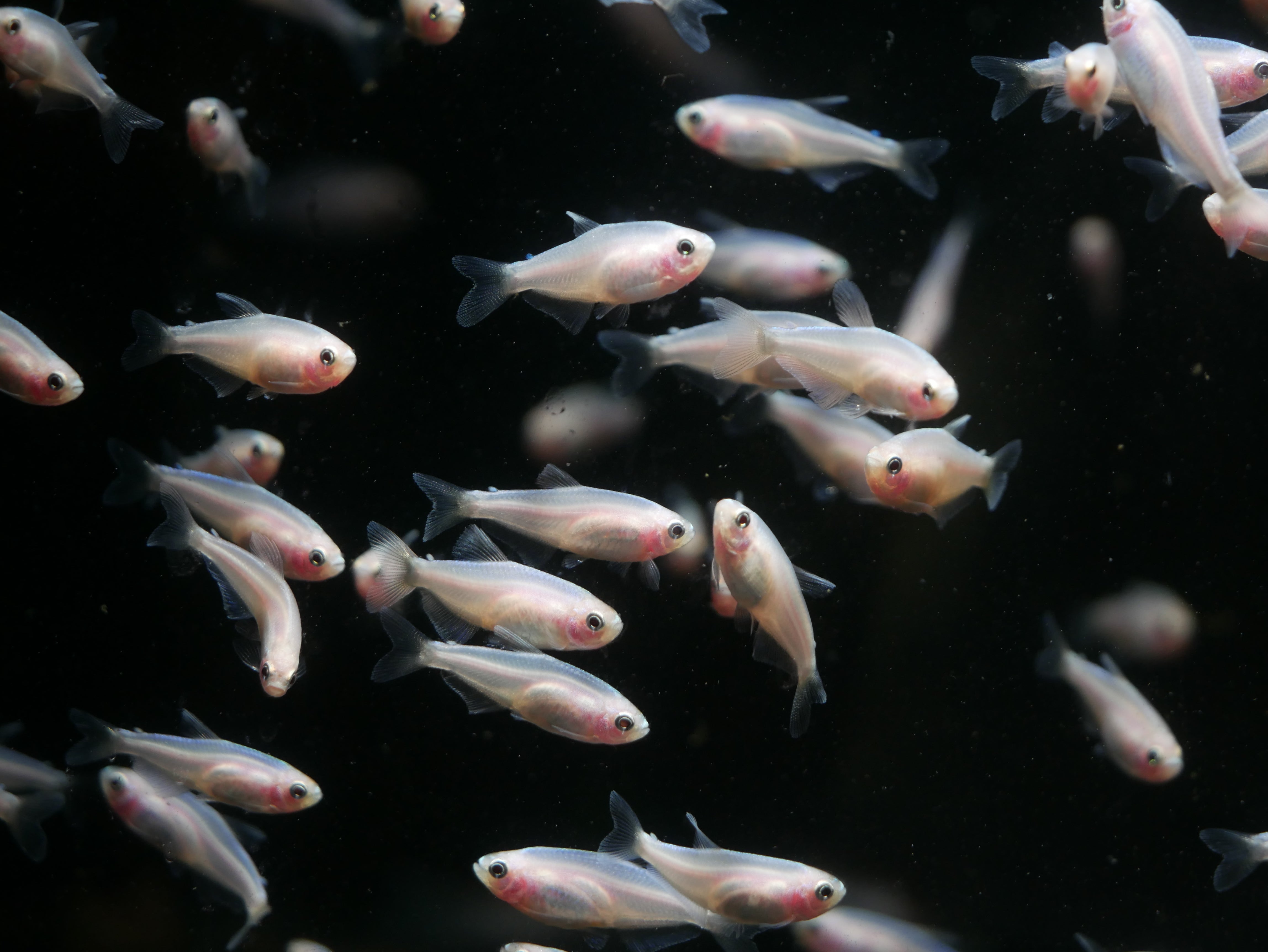 Gold Kerri Emperor Tetra