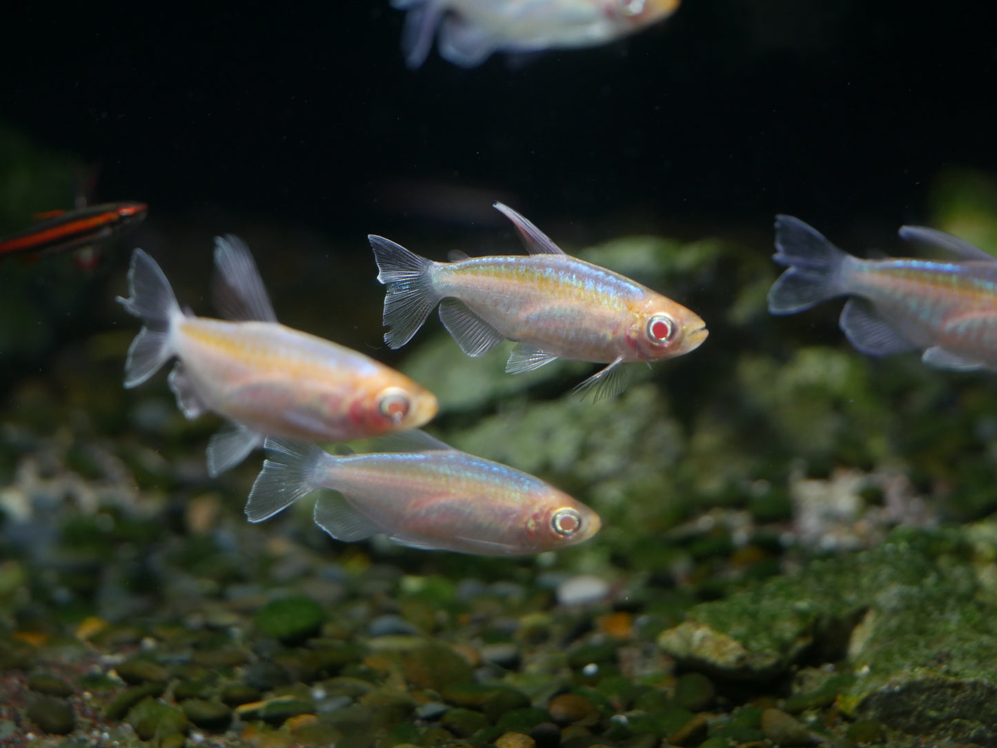 Albino Congo Tetra - MoonlightAquatics