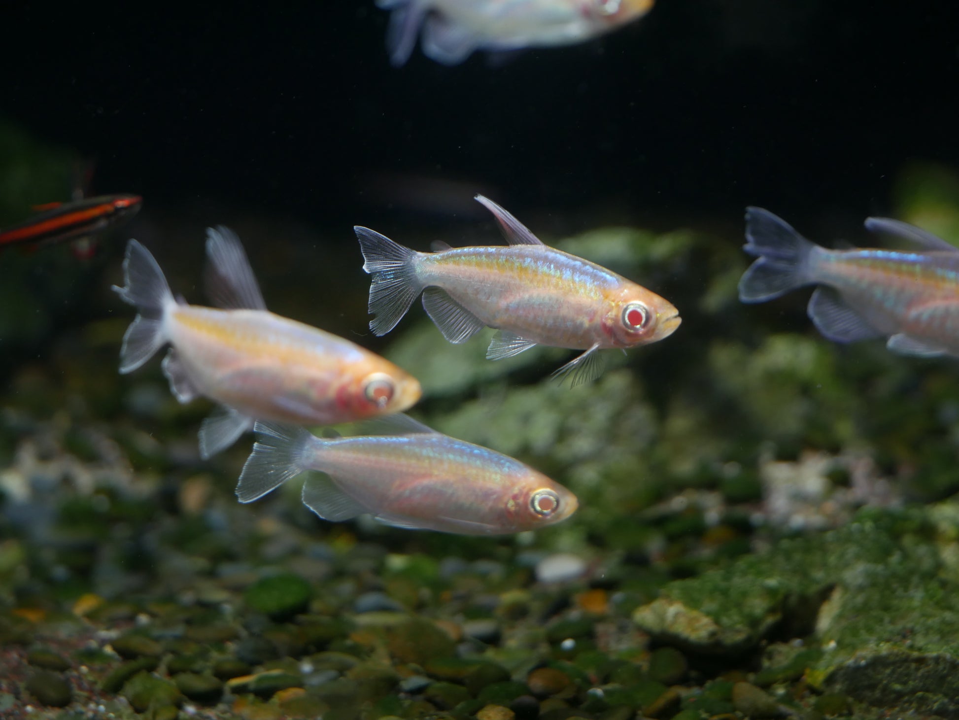 Albino Congo Tetra - MoonlightAquatics