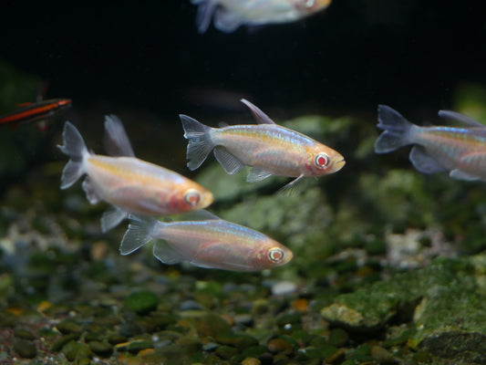 Albino Congo Tetra - MoonlightAquatics