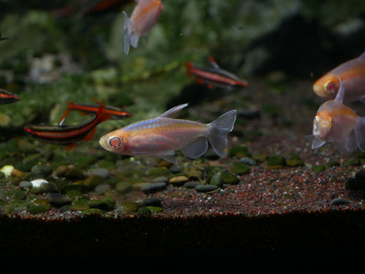 Albino Congo Tetra - MoonlightAquatics