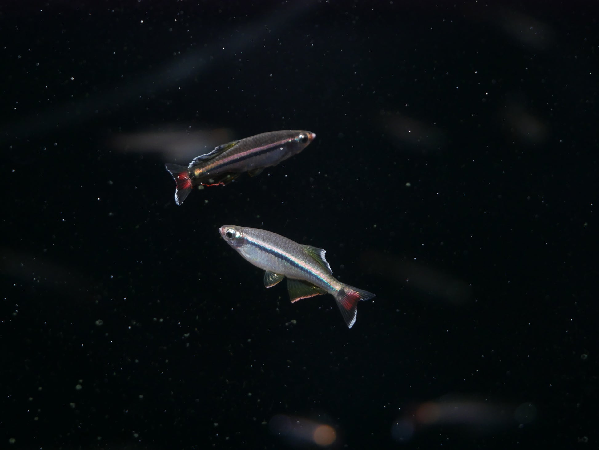 Royal White Cloud Mountain Minnow (Tanichthys micagemmae) - MoonlightAquatics