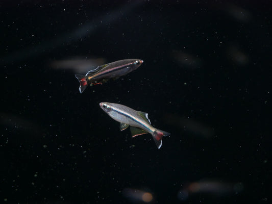 Royal White Cloud Mountain Minnow (Tanichthys micagemmae) - MoonlightAquatics